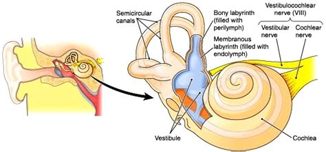 Ear Biology4isc