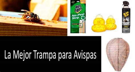 Cómo Librarte De Las Avispas Avispas Amarillas La Mejor Trampa Para