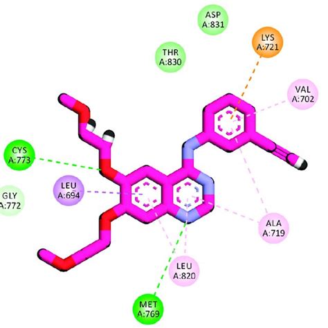 D And D Binding Mode Of Erlotinib Into The Active Site Of Egfr Wt