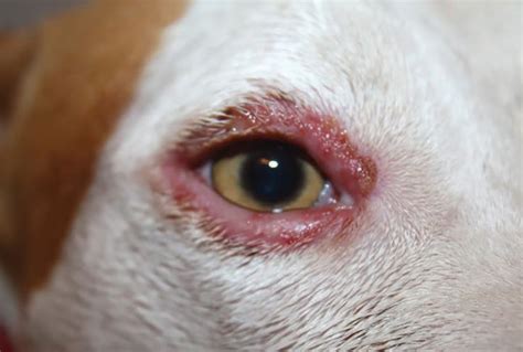 Observations In Ophthalmology Canine Eyelid Disease Conjuntivitis En