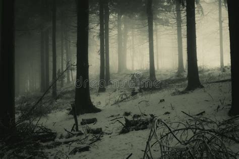 Misty Magic Forest In Winter Haunted Forest Stock Photo Image Of