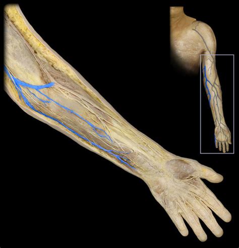 Arm Forearm And Hand Vasculature Anterior And Posterior Flashcards