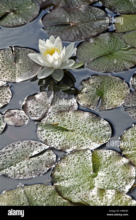 Blossoming Water Lily Nymphaea Alba Hi Res Stock Photography And Images