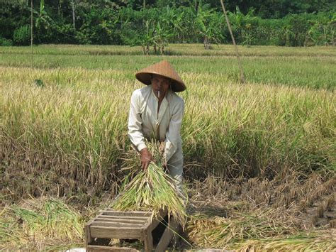 Mesin Perontok Padi Dari Manual Hingga Mesin Modern Tlogo Tani