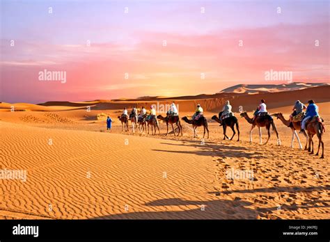 Camel Caravan Going Through The Sand Dunes In The Sahara Desert