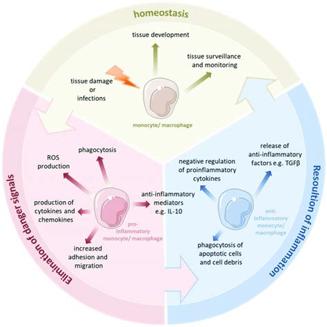 Monocytes And Macrophages Are A Central Component Of The Innate Immune Download Scientific