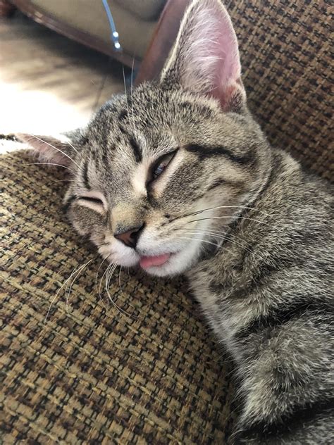 Always Has Her Tongue Out Funny Cat Faces Cats Silly Cats