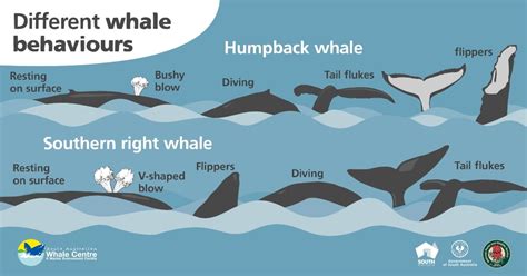 How To Tell Different Whale Species Apart Good Living