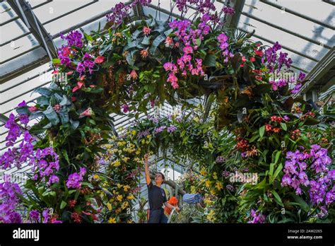 London Uk Th Feb Botanical Staff Make Final Adjustments To