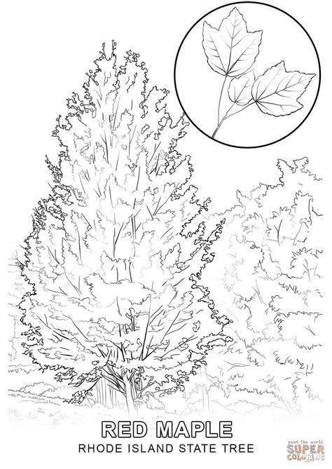 Rhode Island State Tree Coloring Page - Free Printable Coloring Pages