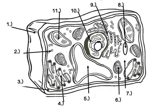 Plant Cell Organelles & Structures Diagram | Quizlet