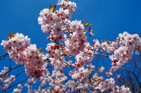 Immagini Belle Albero Natura Ramo Fiorire Cielo Bianca Petalo