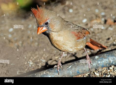 Female Northern Cardinal Ground Feeding Stock Photo Alamy