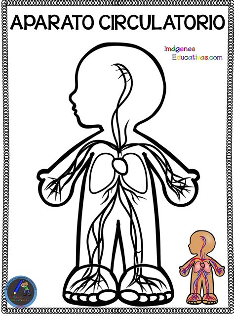 Sistema Circulatorio Para Colorear Colorea Tus Dibujos Porn Sex Picture