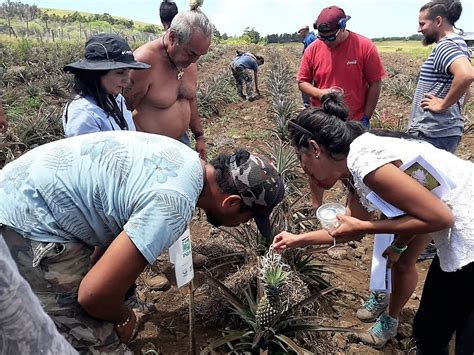 Uso De Controladores Biol Gicos En Rapa Nui