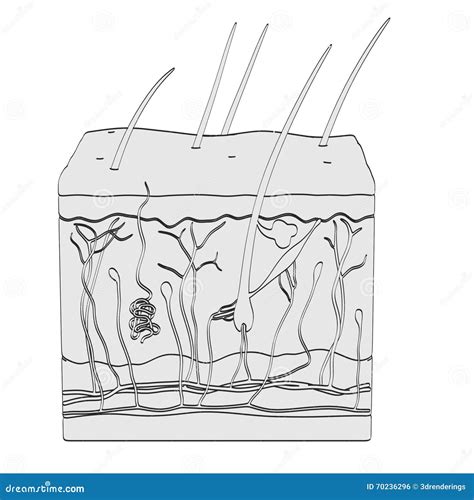 Skin anatomy stock illustration. Illustration of hair - 70236296