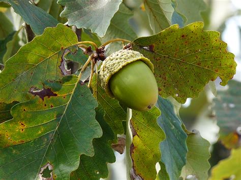 Quercus Shumardii Acorn