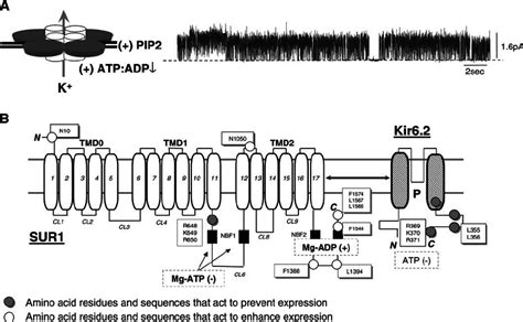 Schematic Representations Of Sur Kir Topology K Atp Channels Have