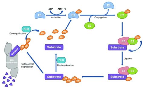 The Schematic Diagram Of The Ubiquitin Proteasome System Ups The