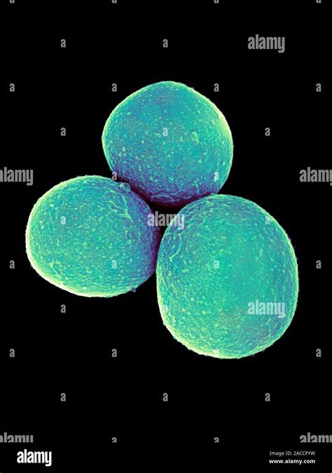 Las Bacterias Staphylococcus Aureus Color Micrograf A An Lisis De