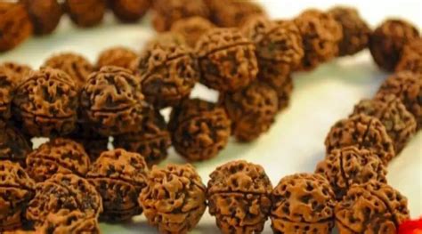 Types Of Rudraksha Know The 2 Types That Are Best For Students And