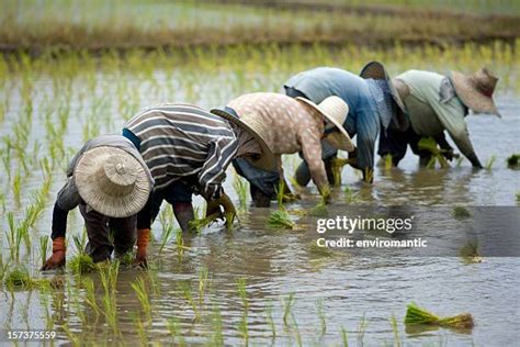 Rice Seedling Photos And Premium High Res Pictures Getty Images