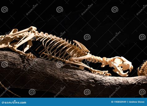 Skull Of A Marsupial Lion In A Cave Royalty-Free Stock Photography ...