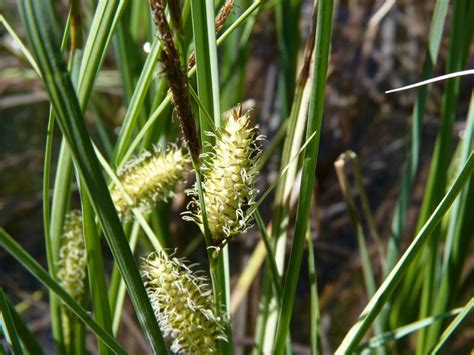 Carex Rostrata Stokes Bottle Sedge World Flora Plntnet Identify