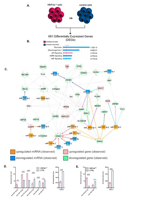 Pathway Analysis Of The MRNA MiRNA Landscapes During The Early