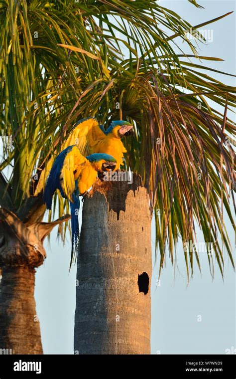 Blue And Yellow Macaw Ara Ararauna Pair At Nest In Palm Tree