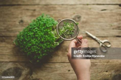 Eating Microgreens Photos And Premium High Res Pictures Getty Images