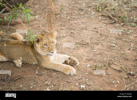 Lion Cub Lying Down Stock Photo Alamy