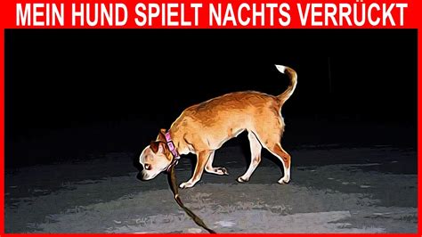 Wahrheit darüber warum sich Ihr Hund nach Einbruch der Dunkelheit