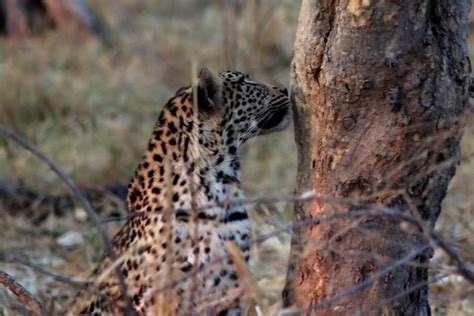 Botswana Okavango Delta Leopard I Averbuch Flickr