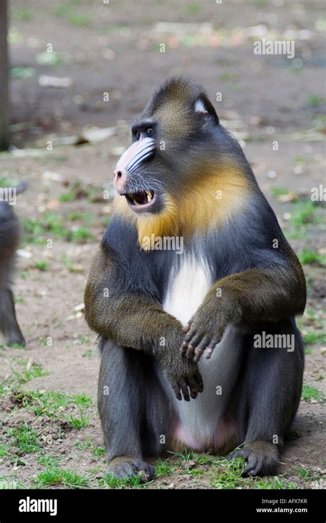 Male mandrill monkey Stock Photo - Alamy