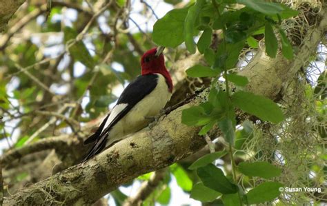 Woodpeckers In Illinois Species You Can See Id Guide