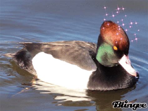 A Celebration Of Ducks On The Anniversary Of The Looping 