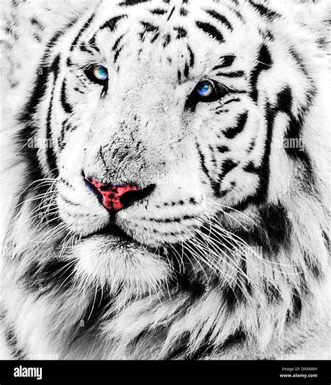 White Tiger Portrait Stock Photo 68057713 Alamy