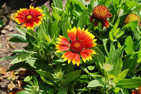 Gaillardia X Arizona Sun Arizona Sun Blanket Flower Kel Flickr