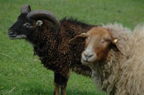 soay schafe