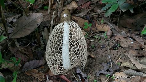 Net Mushroom Phallus Indusiatus From Ratanakiri Youtube