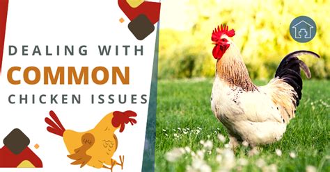 Dealing With Common Chicken Issues BackYard Chickens Learn How To