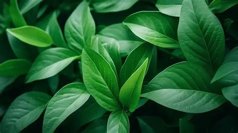 Botanical Bokeh Fresh And Abstract Green Background With Natural Leaf Texture Forest Texture