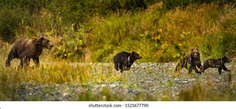 1,182 Kodiak Island Bears Images, Stock Photos & Vectors | Shutterstock