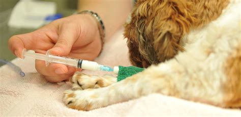 Canine Influenza Signs Symptoms And Treatments