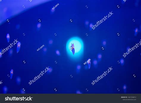 Naked Sea Butterfly Sea Angel Stock Photo 1467336812 Shutterstock
