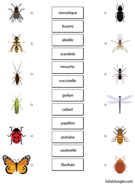 Les insectes exercice ludique à imprimer Lulu la taupe jeux