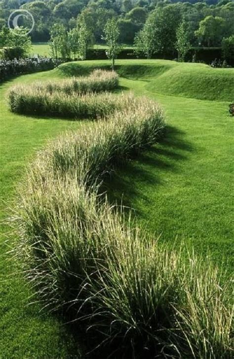 Variegated Feather Reed Grass For The Garden Pinterest