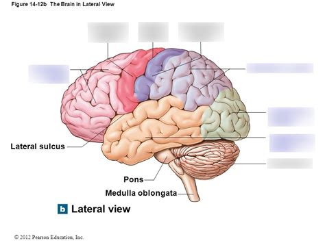 Diagram Of Lateral View Of The Brain Quizlet