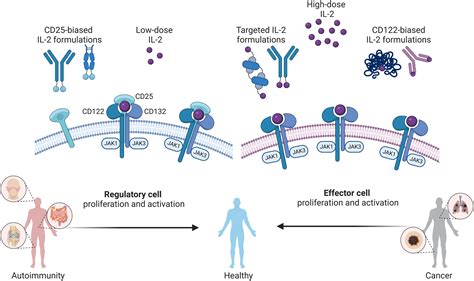 A Systematic Review Of Interleukin 2 Based Immunotherapies In Clinical Trials For Cancer And